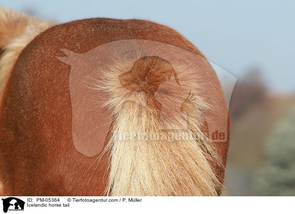 Islnder Schweif / Icelandic horse tail / PM-05364