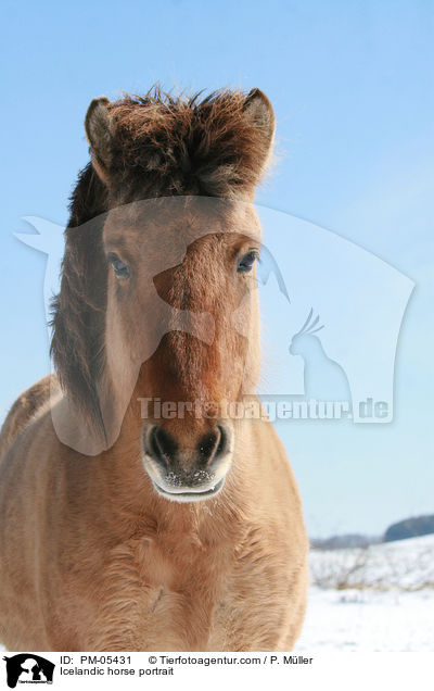 Icelandic horse portrait / PM-05431