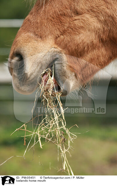Icelandic horse mouth / PM-05451