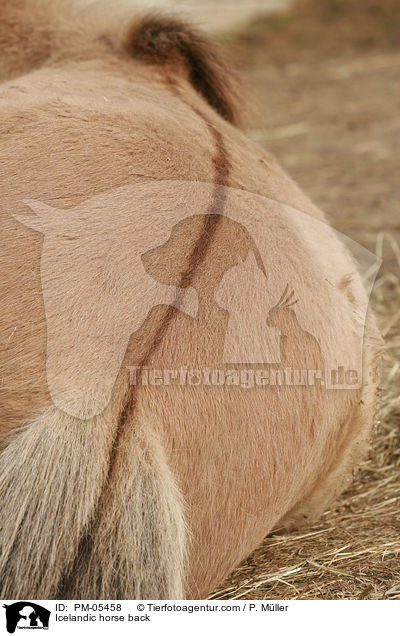 Islnder Rcken / Icelandic horse back / PM-05458