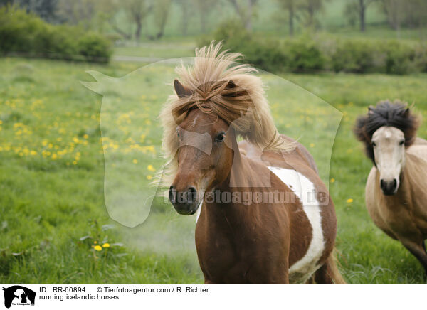 rennende Islnder / running icelandic horses / RR-60894