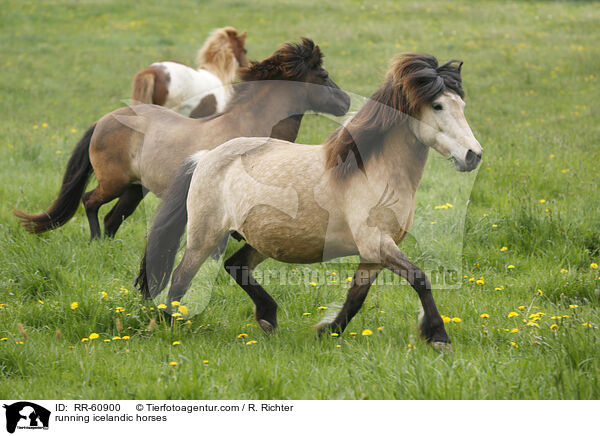 rennende Islnder / running icelandic horses / RR-60900