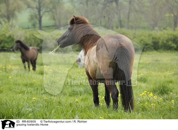 grasender Islnder / grazing Icelandic Horse / RR-60909