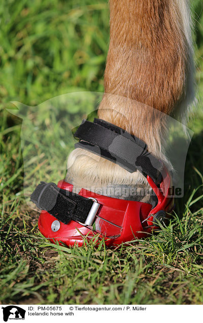Islnder mit Hufschuhen / Icelandic horse with / PM-05675