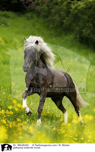 galoppierender Islnder / galloping Icelandic horse / RR-66454