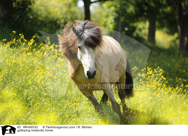 galoppierender Islnder / galloping Icelandic horse / RR-66532