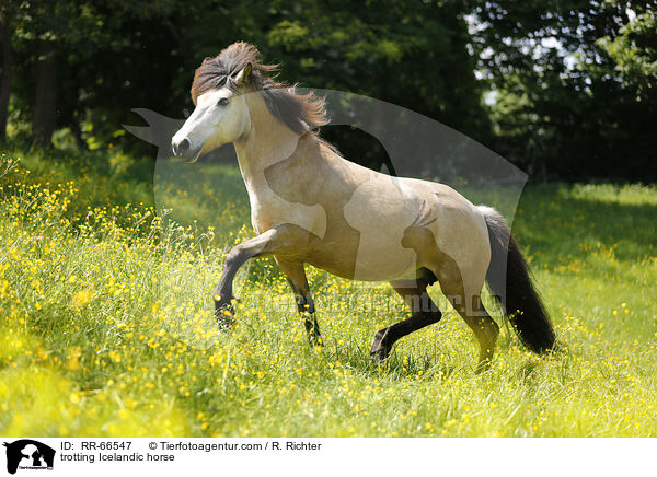 trotting Icelandic horse / RR-66547