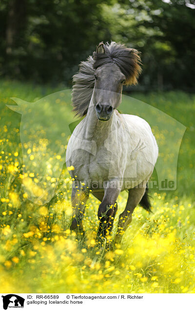 galloping Icelandic horse / RR-66589