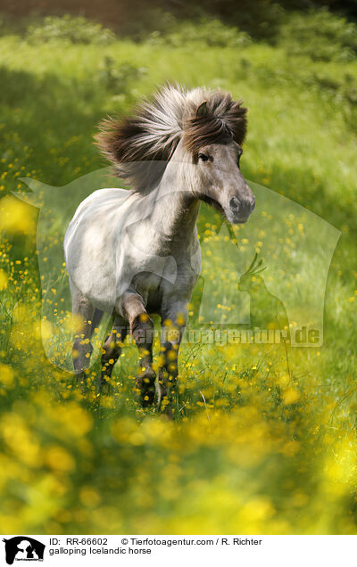galoppierender Islnder / galloping Icelandic horse / RR-66602