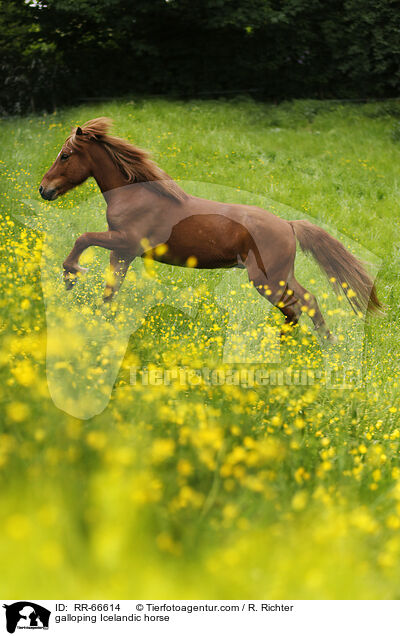 galoppierender Islnder / galloping Icelandic horse / RR-66614
