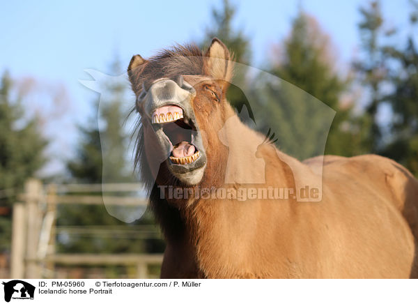 Islnder Portrait / Icelandic horse Portrait / PM-05960