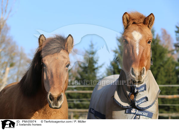 2 Islnder / 2 Icelandic horses / PM-05974