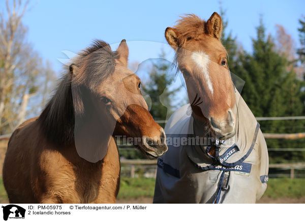 2 Islnder / 2 Icelandic horses / PM-05975