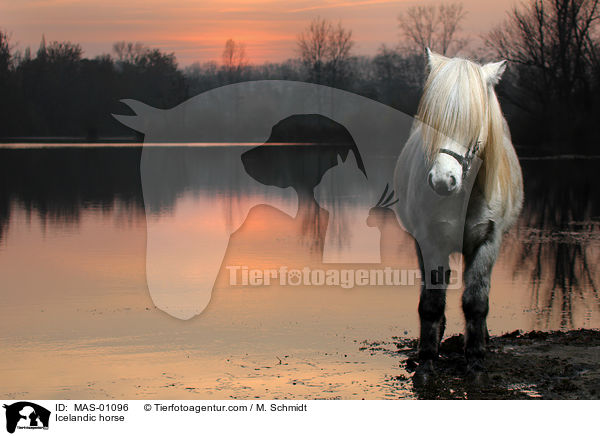 Islnder / Icelandic horse / MAS-01096