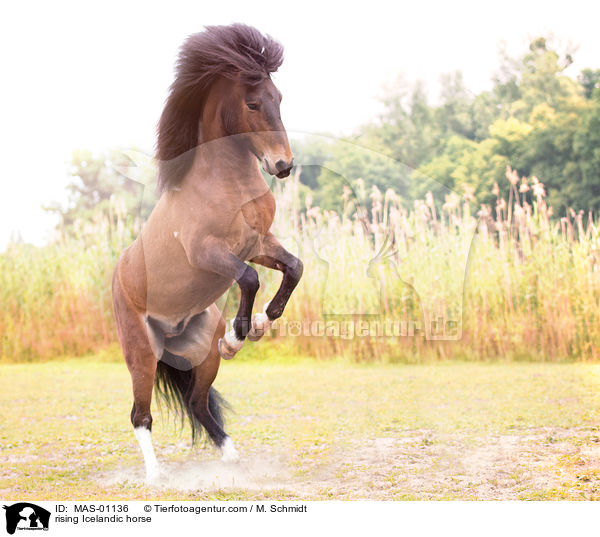 rising Icelandic horse / MAS-01136