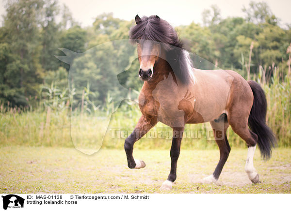 trotting Icelandic horse / MAS-01138