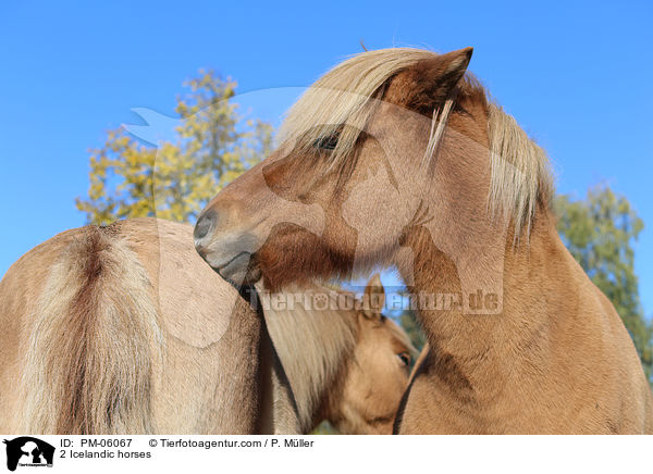 2 Islnder / 2 Icelandic horses / PM-06067