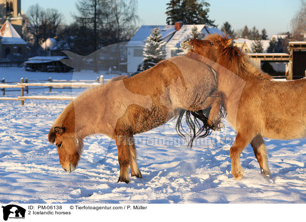 2 Islnder / 2 Icelandic horses / PM-06138