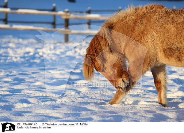 Islnder im Winter / Icelandic horse in winter / PM-06140