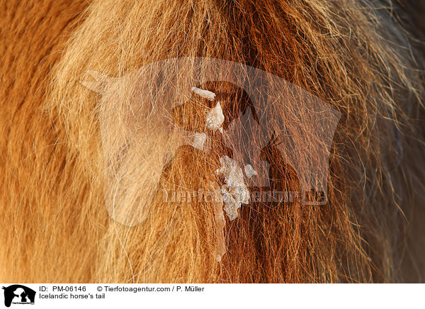 Islnder Schweif / Icelandic horse's tail / PM-06146