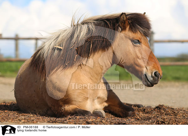 liegender Islnder / lying Icelandic horse / PM-06188