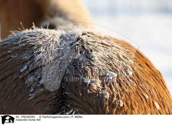 Islnder Fell / Icelandic horse fell / PM-06390
