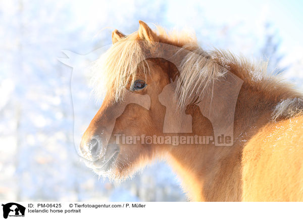 Islnder Portrait / Icelandic horse portrait / PM-06425