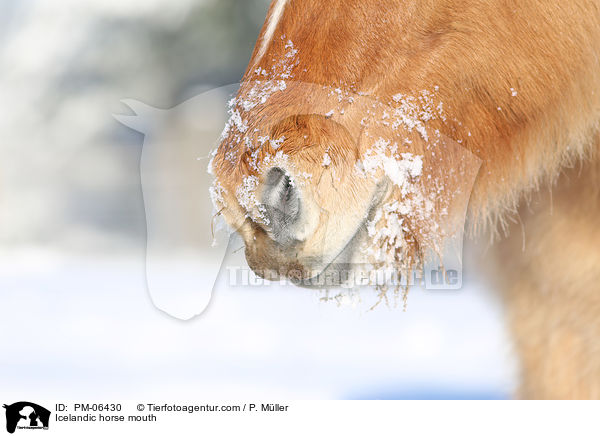 Islnder Maul / Icelandic horse mouth / PM-06430