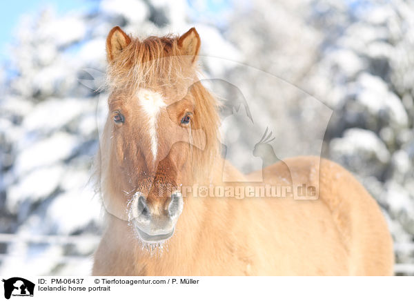 Islnder Portrait / Icelandic horse portrait / PM-06437