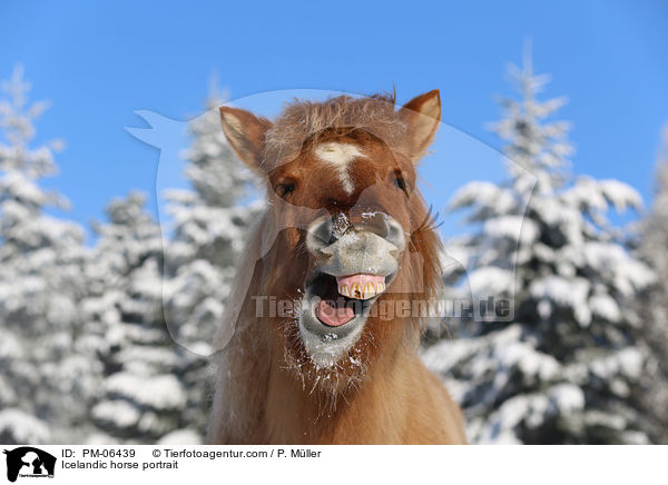 Islnder Portrait / Icelandic horse portrait / PM-06439