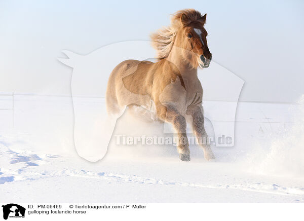 galloping Icelandic horse / PM-06469