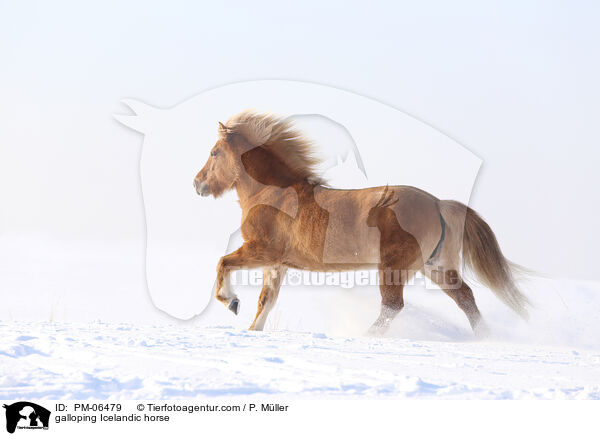 galloping Icelandic horse / PM-06479