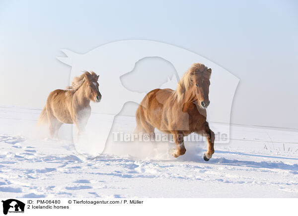 2 Icelandic horses / PM-06480