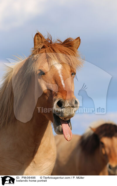 Icelandic horse portrait / PM-06486