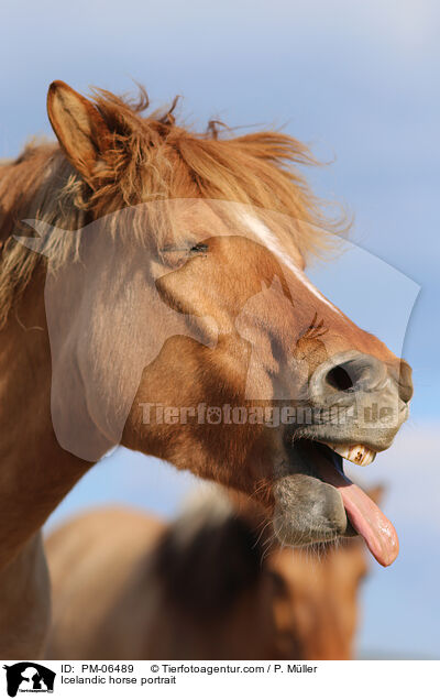 Islnder Portrait / Icelandic horse portrait / PM-06489