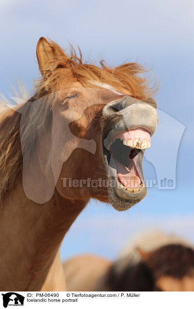 Icelandic horse portrait / PM-06490