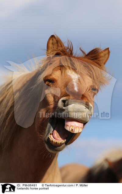 Islnder Portrait / Icelandic horse portrait / PM-06491