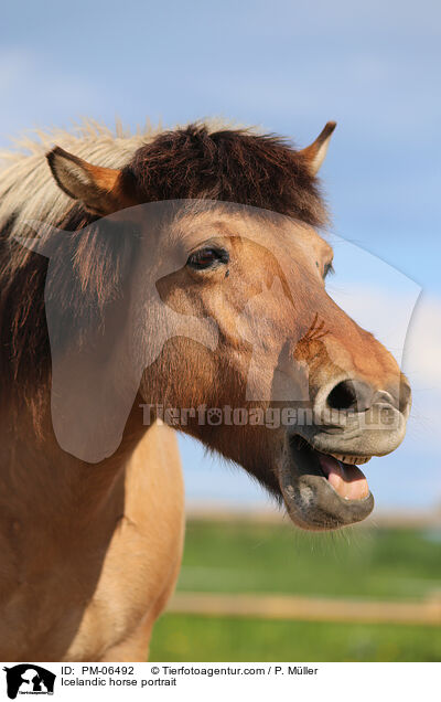 Icelandic horse portrait / PM-06492