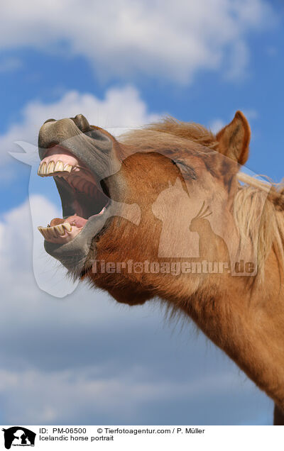 Icelandic horse portrait / PM-06500