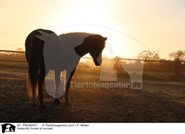 Islnder im Sonnenuntergang / Icelandic horse at sunset / PM-06547