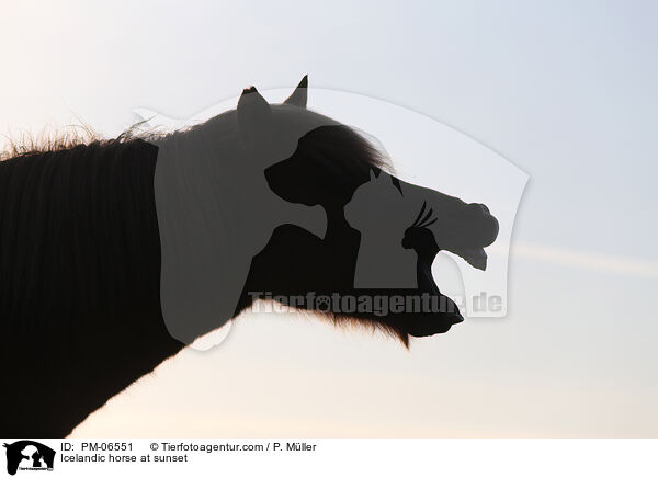 Icelandic horse at sunset / PM-06551