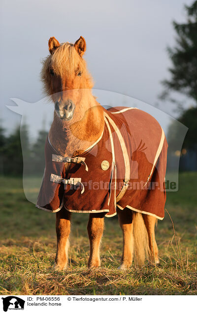 Islnder / Icelandic horse / PM-06556