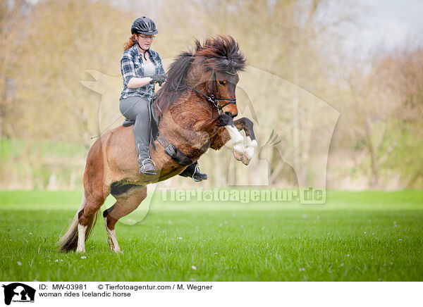 Frau reitet Islnder / woman rides Icelandic horse / MW-03981