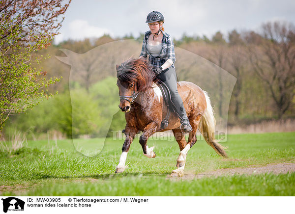 Frau reitet Islnder / woman rides Icelandic horse / MW-03985