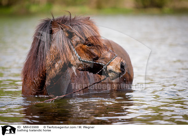 badender Islnder / bathing Icelandic horse / MW-03988