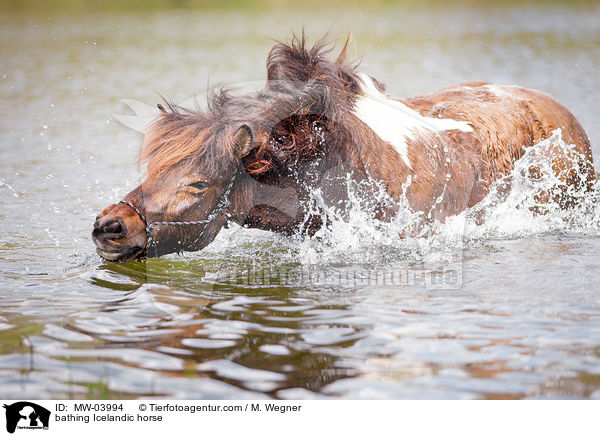 badender Islnder / bathing Icelandic horse / MW-03994