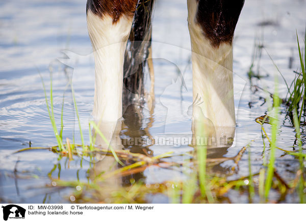 badender Islnder / bathing Icelandic horse / MW-03998