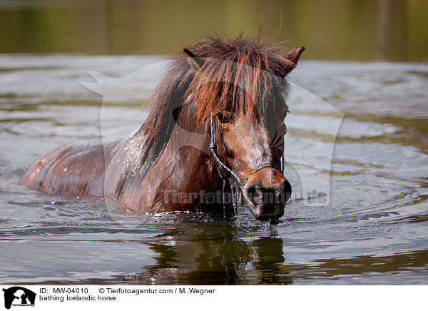 badender Islnder / bathing Icelandic horse / MW-04010