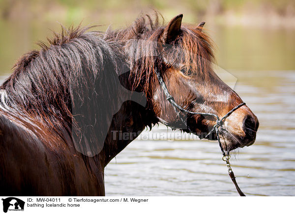 badender Islnder / bathing Icelandic horse / MW-04011