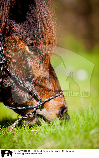 grasender Islnder / browsing Icelandic horse / MW-04015